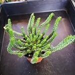 Guía completa de la Euphorbia inermis: Análisis y comparativa de las mejores variedades para tu jardín