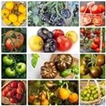 Análisis comparativo: ¿Dónde comprar plantas de tomates y pimientos online? Descubre las mejores opciones para tu jardín