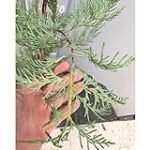 Análisis y comparativa: leylandii 100 cm, la mejor opción para tu jardín