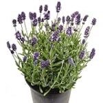 Análisis y comparativa: ¿Dónde comprar lavanda en maceta de la mejor calidad para tu jardín?