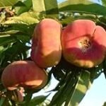 Análisis y comparativa de los mejores viveros de árboles frutales: ¿dónde encontrar las mejores variedades para tu jardín?