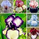 Guía de compra: Los mejores iris germanica para tu jardín - Análisis y comparativa