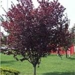 Análisis de la variedad Prunus cerasifera nigra: todo lo que necesitas saber para tu jardín