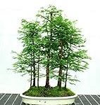 Análisis de los mejores productos para cultivar un bonsái de metasequoia en tu jardín