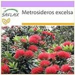 Metrosideros Plant: Análisis y comparativa de los mejores productos para cuidar esta hermosa planta en tu jardín