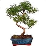 Análisis comparativo: Serissa Japonica Bonsai, la joya de la jardinería en miniatura