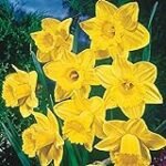 Narciso Tete a Tete: Análisis y comparativa de la mejor variedad para tu jardín