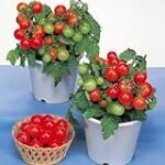 Guía de cultivo: Tomates Robin, comparativa de variedades y consejos para una cosecha exitosa