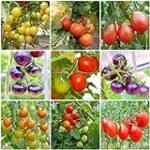 Plánton de berenjena: guía de selección de los mejores productos para su cultivo en jardinería y agricultura