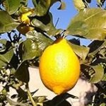 Análisis del mejor limonero 4 estaciones en maceta: ¡Descubre cuál es la mejor opción para tu jardín!