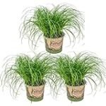 Análisis del Cyperus Zumula: Descubre el Mejor Producto de Jardinería para tu Cultivo