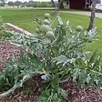 Guía de compra: Alcachofa Plant, el mejor aliado para tu huerto