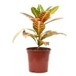 Análisis de la planta Croton Petra: Todo lo que necesitas saber para su cuidado en tu jardín