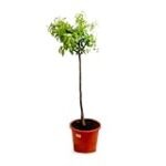 Análisis completo del mandarino ortanique: ¡Descubre el mejor cuidado para tu jardín!