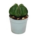 Guía de compra: Astrophytum Myriostigma, la joya del jardín