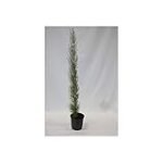 Título: Análisis comparativo de Cupressus Totem: Todo lo que necesitas saber para tu jardín