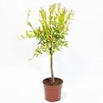 Guía de compra: Los mejores Punica Granatum para crear un bonsái espectacular