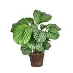 Calathea Grande: Análisis de las mejores opciones para tu jardín y comparativa de sus beneficios en la agricultura