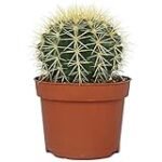 Guía de compra: Todo lo que necesitas saber sobre el cactus grusonii para tu jardín