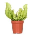 Sarracenias: Guía completa de cuidados y comparativa de los mejores productos para su cultivo Sarracenias: Guía completa de cuidados y comparativa de los mejores productos para su cultivo
