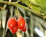 Tomate Flor de Baladre: Análisis y comparativa de la joya de la jardinería y agricultura