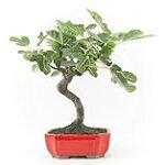 Análisis y comparativa de los mejores bonsáis de higuera: Guía completa para cultivar esta hermosa especie en tu jardín