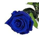 Análisis de rosas preservadas azules: las mejores opciones para tu jardín