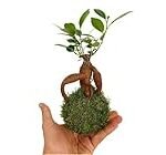 Comparativa de los mejores ficus ginseng kokedama: análisis para un jardín exuberante