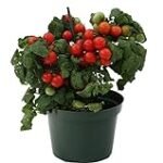 Guía de compra: Las mejores plantas de tomate cherry para tu huerto - Análisis y comparativa