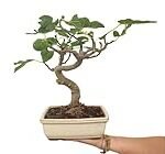 Los Mejores Bonsáis con Frutos: Análisis y Comparativa de las Variedades Más Productivas para tu Jardín Los Mejores Bonsáis con Frutos: Análisis y Comparativa de las Variedades Más Productivas para tu Jardín