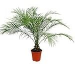 Análisis y comparativa de las variedades de Roebelenii Phoenix para tu jardín: Una guía completa