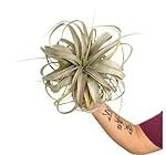 Guía de compra: Tillandsias Xerographica, la joya de la jardinería para tu hogar