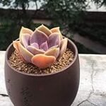 Análisis y comparativa: Echeveria Perle Von Nurnberg, la joya de tu jardín