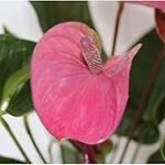 Anthurium Rosado: Guía de compra y comparativa de las mejores variedades para tu jardín