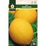Guía de cultivo: Los mejores melones amarillos para tu jardín y cosecha