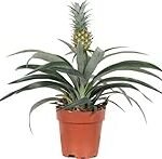 Análisis y comparativa de las mejores variedades de la planta ananá en jardinería y agricultura