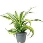 Guía completa de cuidados para Dracaena Lemon: ¡Descubre los mejores tips de jardinería y agricultura!