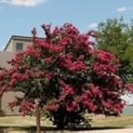 Guía de precios de Lagerstroemia Indica: Análisis y comparativa en jardinería y agricultura