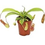 Guía de compra: Nepenthes, las mejores opciones para tu jardín