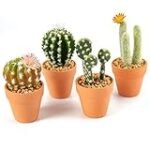 Guía de compras: Los mejores cactus de colores para tu jardín