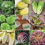 Análisis y comparativa: Las mejores semillas de lechugas para tu huerto o jardín