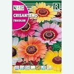Guía de compra: Los mejores crisantemos tricolores para tu jardín Guía de compra: Los mejores crisantemos tricolores para tu jardín