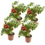 Guía completa para comprar plantas de tomate: Análisis y comparativa de las mejores opciones en jardinería y agricultura