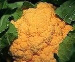 Coliflor Naranja: Análisis y Comparativa de las Mejores Variedades para tu Huerto