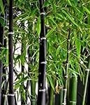 Análisis y comparativa de los mejores productos de jardinería y agricultura: Bambú Nigra, la elección ideal para tu jardín