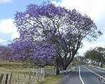 Guía completa de Jacaranda Cosmética: Análisis y Comparativa de los mejores productos para el cuidado de tu jardín