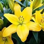 Análisis y comparativa de los mejores productos para el cultivo del Lilium Asiático en tu jardín