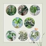 Monstera Variegata: Guía de compra de la planta más deseada en jardinería