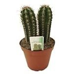 Análisis de los mejores productos para el cuidado del Pachycereus en jardinería y agricultura