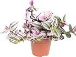 Guía de compra: Tradescantia Nanouk, la planta de moda para tu jardín